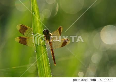 Summer morning Round of water drops Blurred in the leaves of the rice background Summer Akane Summer morning Round of water drops Blurred in the leaves of the rice background Summer Akane 8044588