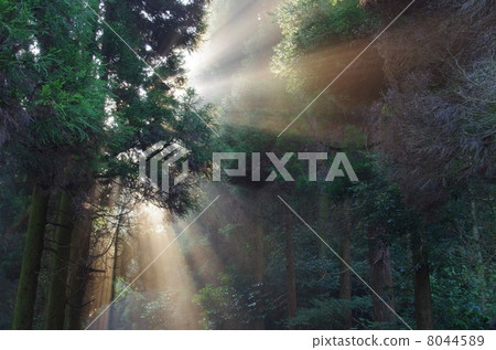Light of maggots leaking into Cryptomeria forest of Mist Light of maggots leaking into Cryptomeria forest of Mist 8044589