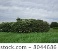 Bamboo shoots swaying in the strong wind 8044686