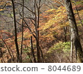 Autumn leaves 8044689