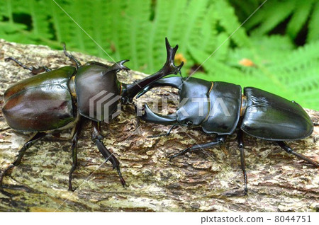 在國內Okuwagata和國內甲蟲昆蟲森林樹木的戰鬥 8044751