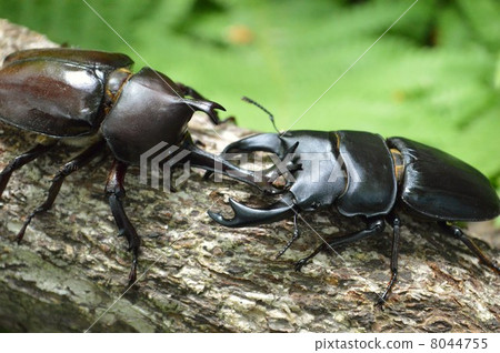 Battle on the trees of domestic Okuwagata and domestic beetle insect forest trees 8044755