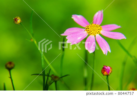 Coreopsis · American dream 8044757