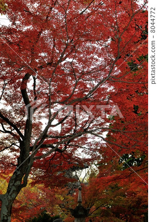 maple, yellow leafe, brilliant 8044772