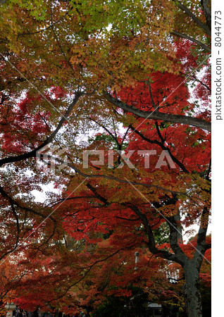 maple, yellow leafe, dying 8044773