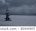 樹埋在雪中 8044905