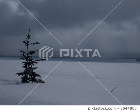 樹埋在雪中 樹埋在雪中 8044905
