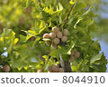 Ginkgo autumn 8044910