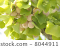 Autumn Ginkgo 8044911