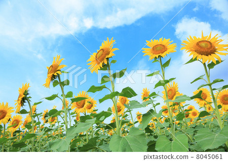 Sunflower field 8045061
