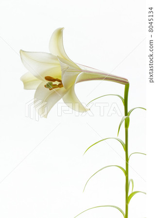 Takasago lily 8045134