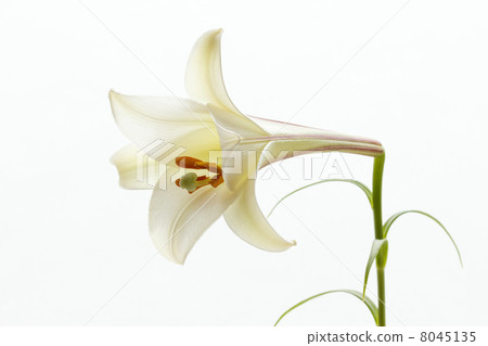 Takasago lily 8045135