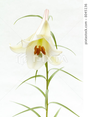 Takasago lily 8045136