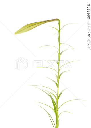 Bud of Takasago lily 8045138