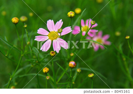 金雞菊·美國夢 金雞菊·美國夢 8045161