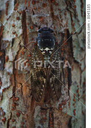 Abra Zemi在東京 Abra Zemi在東京 8045185