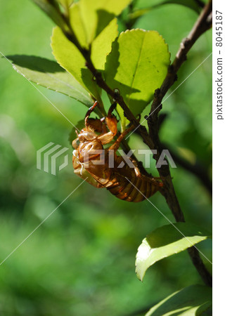 Abra Zemi摘要 8045187