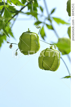 Fuzen kazura（氣球kudzu） 8045251