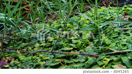 Morning dew's Ogi 8045265