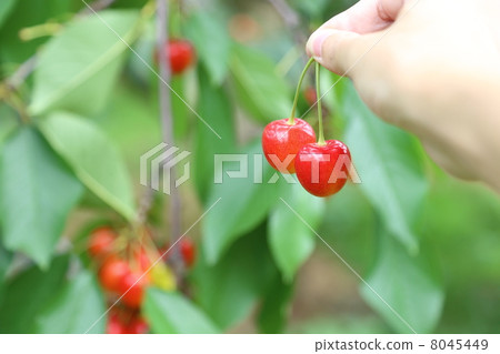 Cherry hunting 8045449