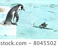 游泳洪堡企鵝 8045502