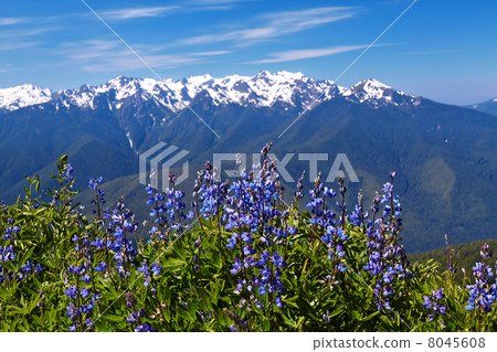 Hurricane Ridge 8045608