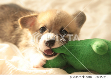 Naughty Corgi 8045930