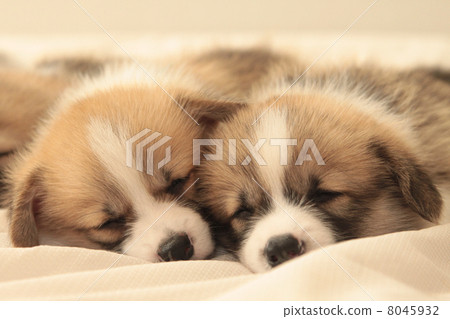 Sleeping face of corgi puppy Sleeping face of corgi puppy 8045932