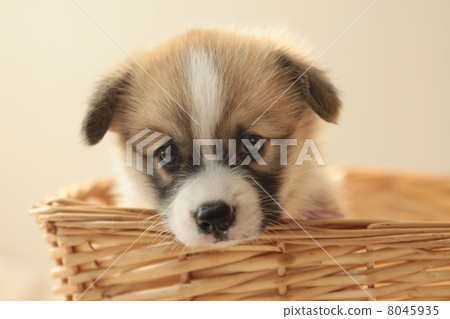 進入籃子柯基犬 進入籃子柯基犬 8045935