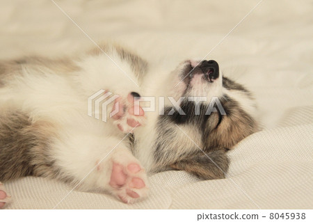 睡覺的柯基犬的小狗 8045938