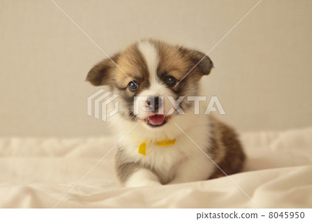 坐下來，科基犬微笑 8045950