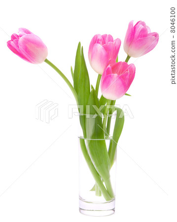 Pink tulips bouquet in vase isolated on white background Pink tulips bouquet in vase isolated on white background 8046100