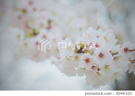 Cherry Blossoms Cherry Blossoms 8046103