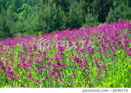 rural landscape with a blossoming meadow rural landscape with a blossoming meadow 8046576