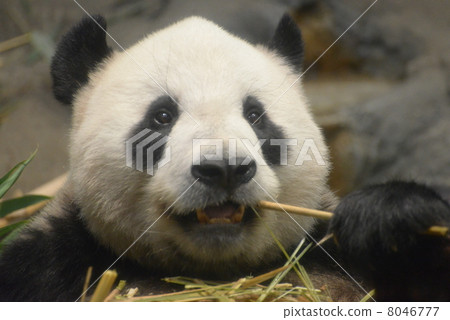 熊貓咬竹子 8046777
