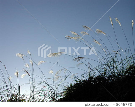 Kawahara's Susuki 8046778