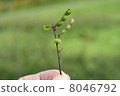 Grow up big 8046792