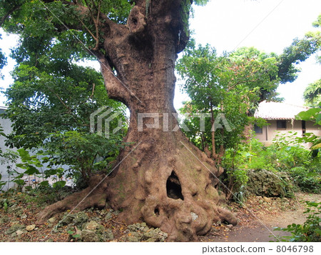 Shrine of Shuri Kinjo Shrine of Shuri Kinjo 8046798