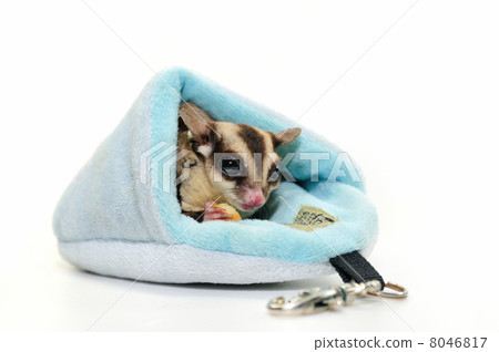 Fukuromomonga 8046817