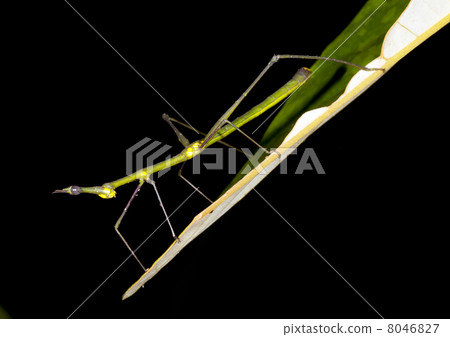 Stick grasshopper (family Proscopiidae) perched on the end of a 8046827