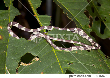 Blunthead Treesnake (Imantodes cenchoa) coiled on a rainforest l 8046828