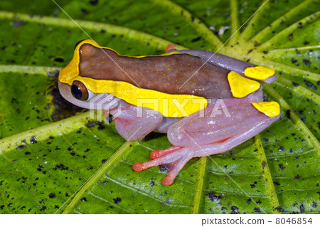 Upper Amazon Treefrog (Dendropsophus bifurcus) on a Piperaceae leaf in the rainforest, Ecuador 8046854