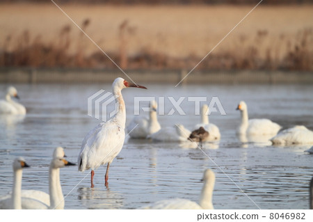 Sodogro起重機 8046982