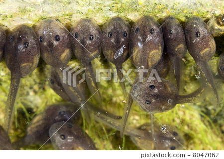 Tadpoles browsing on algae in a pond 8047062