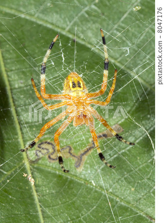 Spider in an orb web viewed from underneath. In rainforest, Ecua 8047176