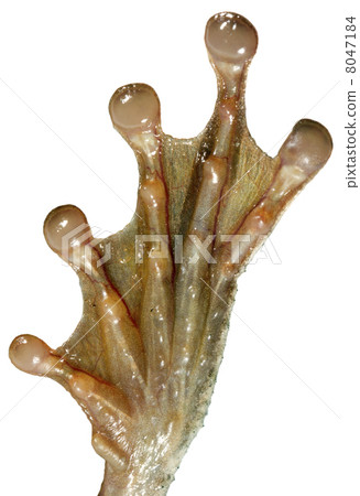 Hind foot of an Amazontia treefrog Osteocephalus mutabor Hind foot of an Amazontia treefrog Osteocephalus mutabor 8047184