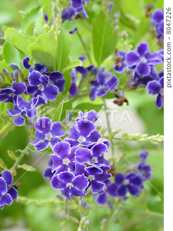 金露花 金露花 8047226