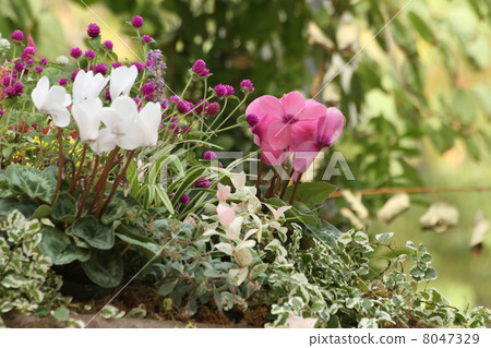 Cyclamen and Sennichiko 8047329
