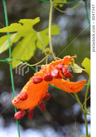 Goya with broken red seeds Goya with broken red seeds 8047347