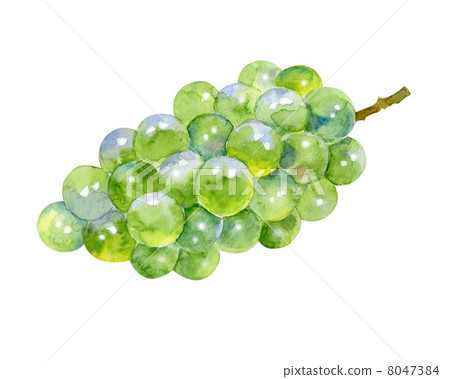Autumn taste grapes 8047384